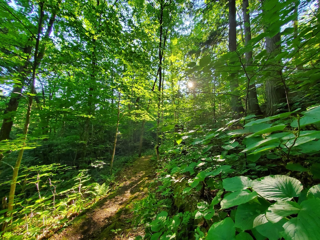 Forêt-la-Blanche